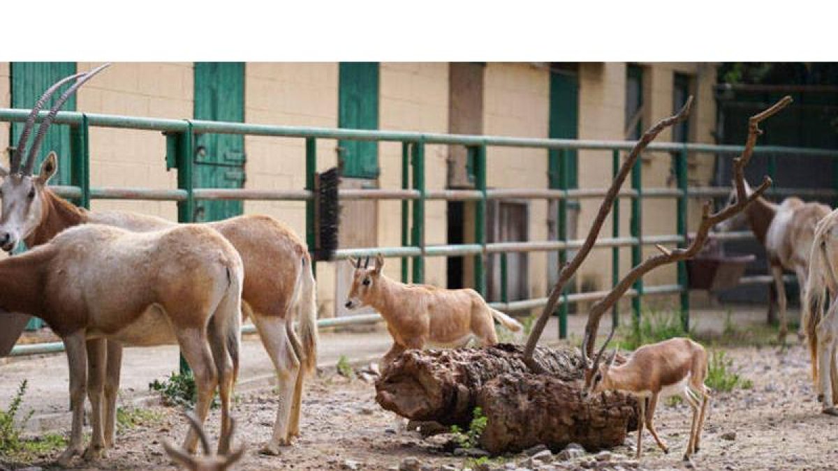 El oryx blanco, con el resto de los otros miembros de la familia. AYUNTAMIENTO DE BARCELONA