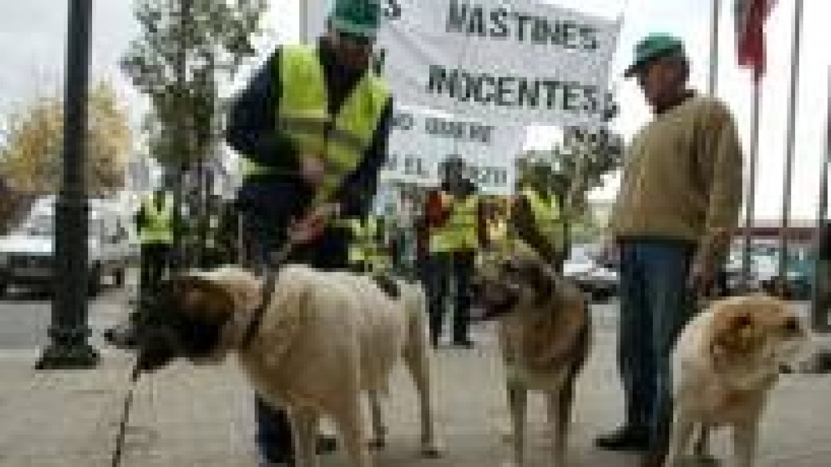 Los tres mastines del pastor sancionado encabezaron la manifestación de los ganaderos