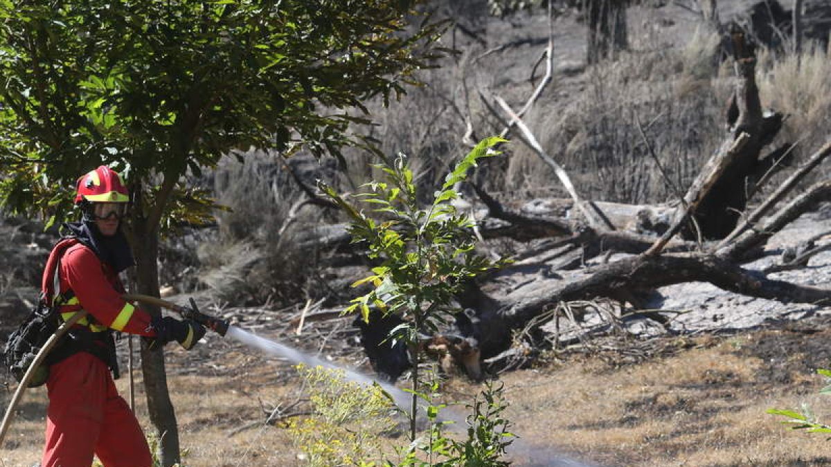 Un miembro de la UME enfriaba el pasado lunes la zona quemada en Vega de Espinareda.