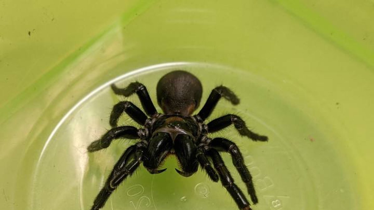 Araña de tela de embudo de isla Fraser, en plato de laboratorio. DL