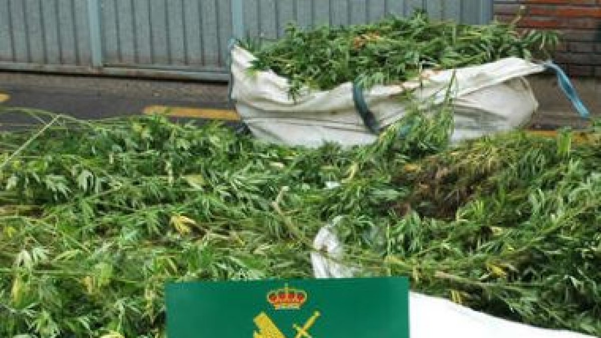 Imagen del alijo del que se incautó ayer la Guardia Civil.