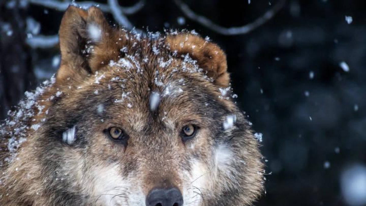 Un lobo en los montes de la Comunidad.
