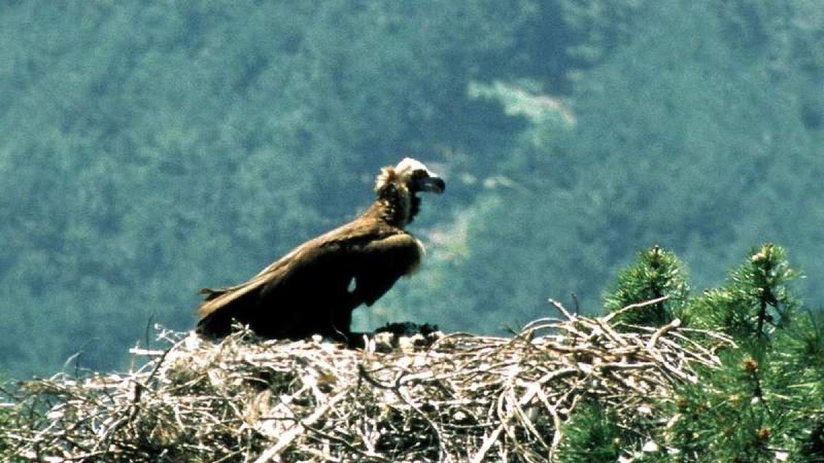 Imagen de un ejemplar de buitre negro en Ávila. JOSÉ RAMÓN SAN SEBASTIÁN