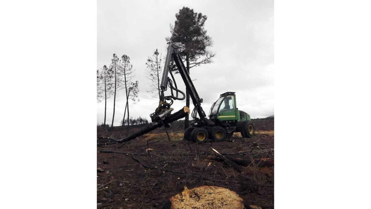 Un operario trabaja en la tala de pinos en Castrocontrigo.
