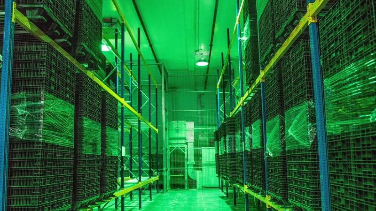 Vista de las instalaciones de un invernadero de cannabis.