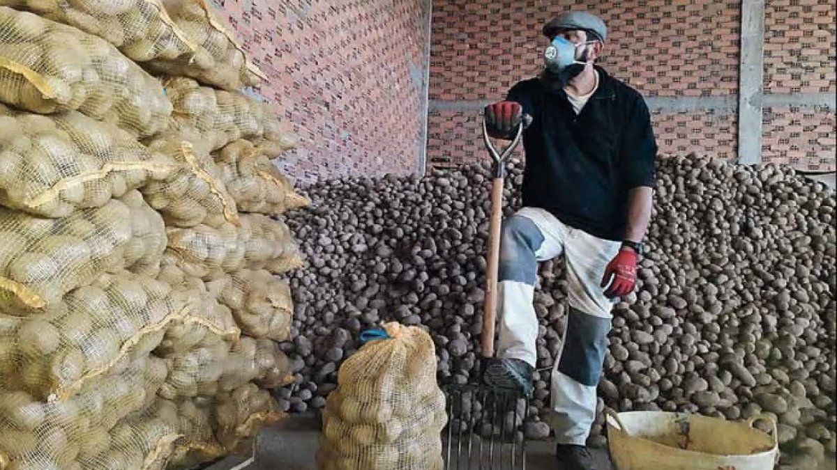 Javier cultiva en Sopeña de Carneros donde también tiene situado el almacén en el que guarda y envasa su producción de patatas. DL