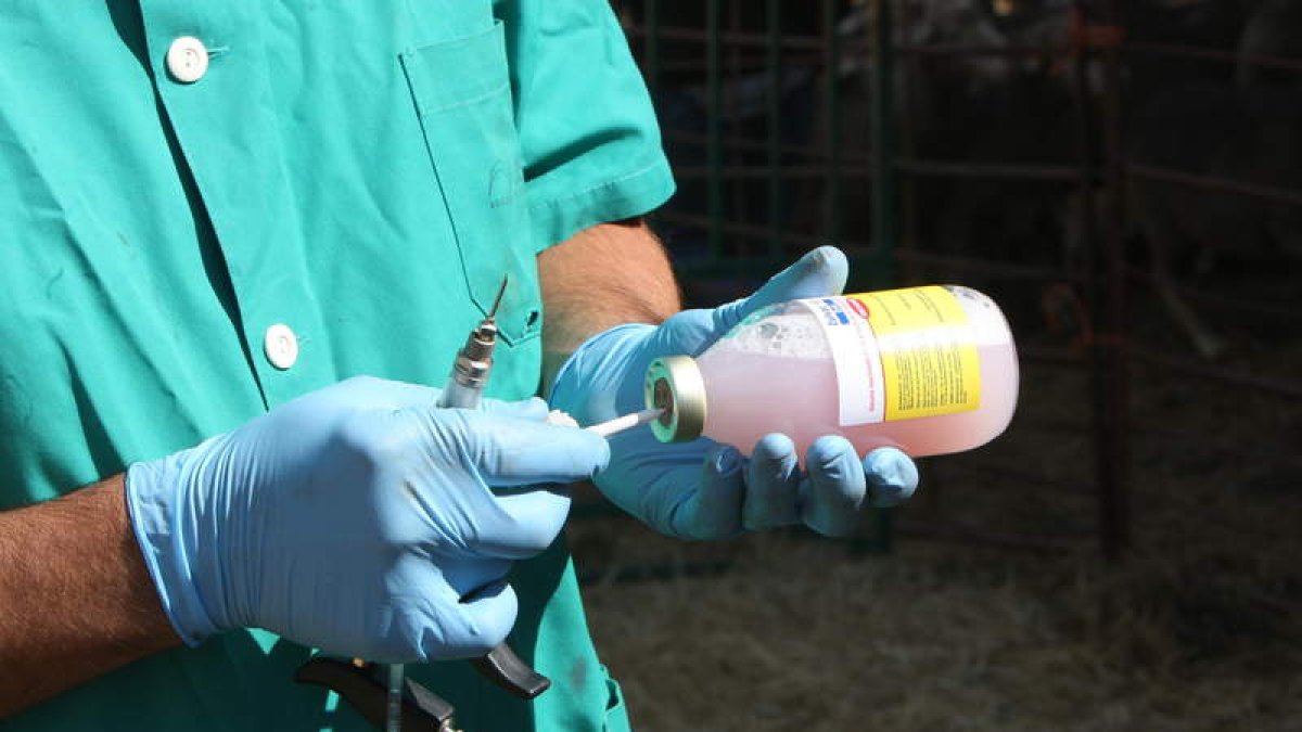 Actividad de control de enfermedades en animales. archivo