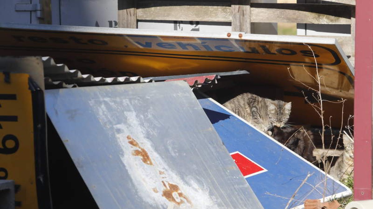Dos gatos, en las instalaciones del almacén de la estación de Feve. RAMIRO