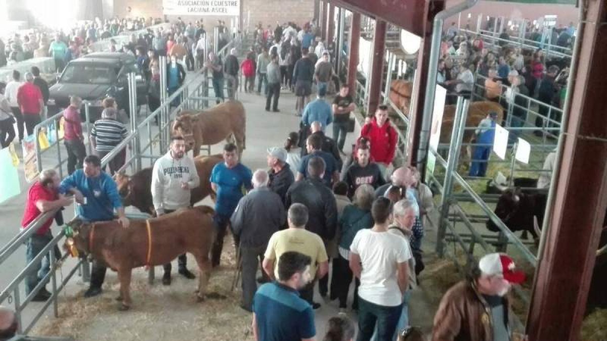 La exposición de ganado y mastines en Las Rozas, uno de los principales atractivos. ARAUJO