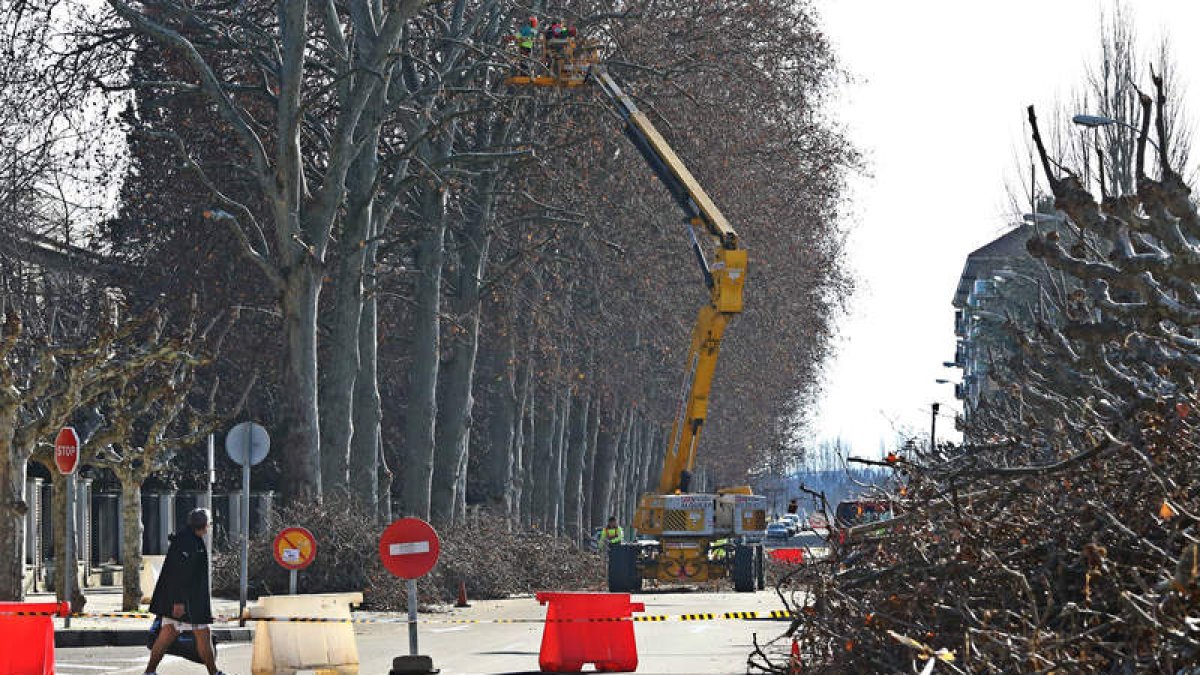 Los operarios trabajan en la poda de los árboles del paseo del Parque.