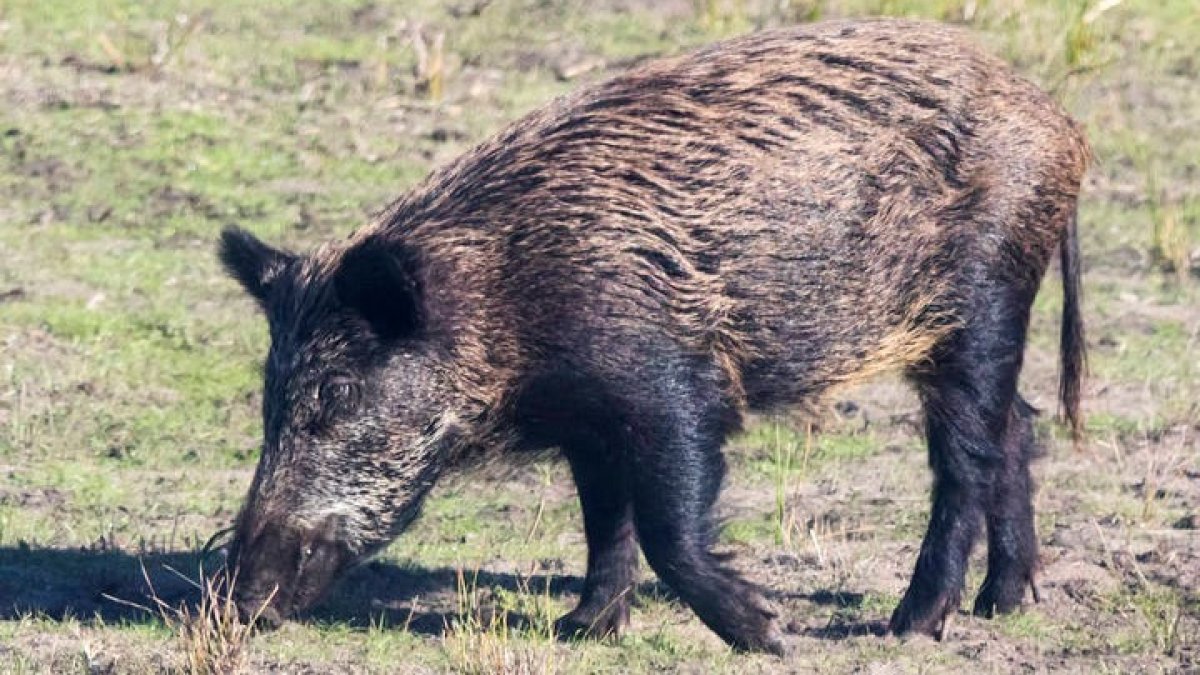 Animales como el jabalí son portadores de triquina. DL