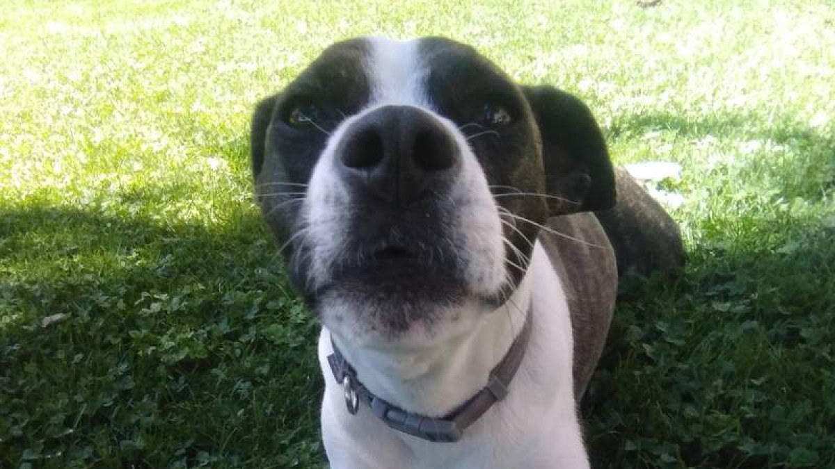 Paca, en una foto de archivo DL