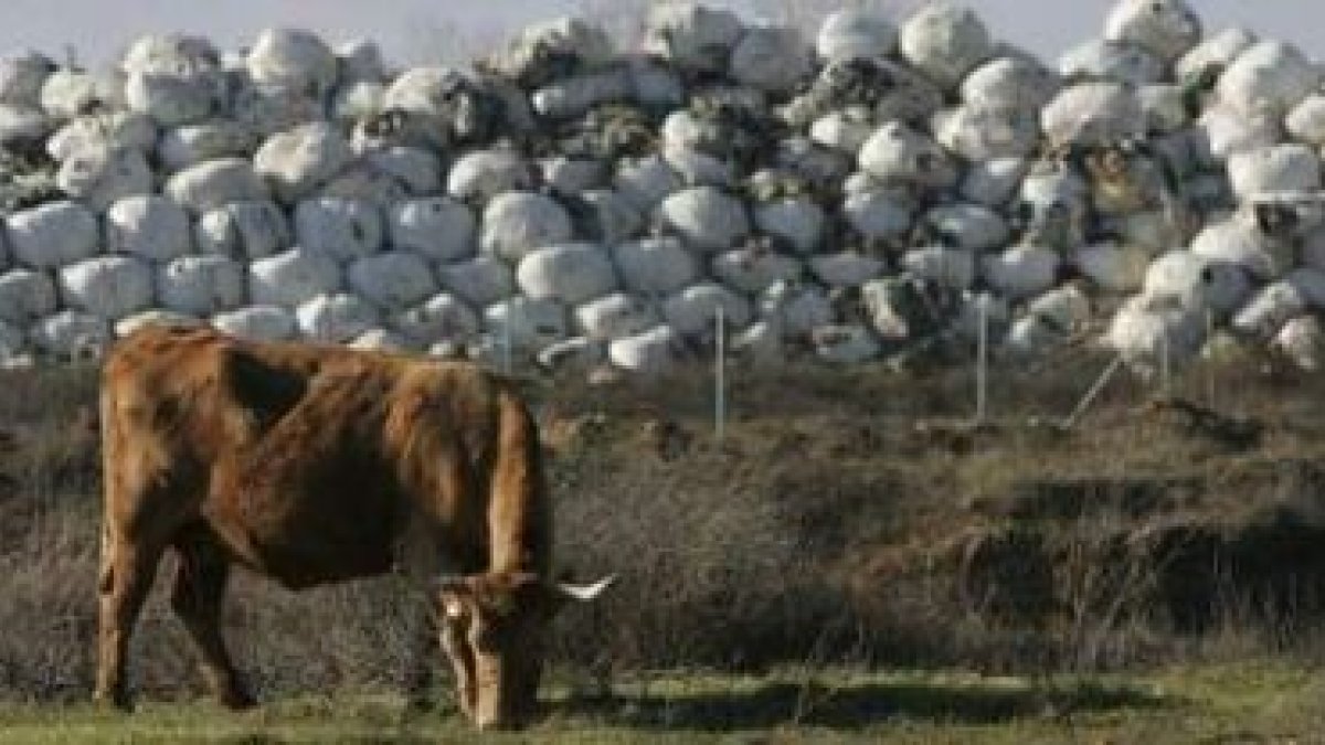 Una vaca pasta al lado de los fardos de basura apilados desde hace años en Santa María del Páramo.
