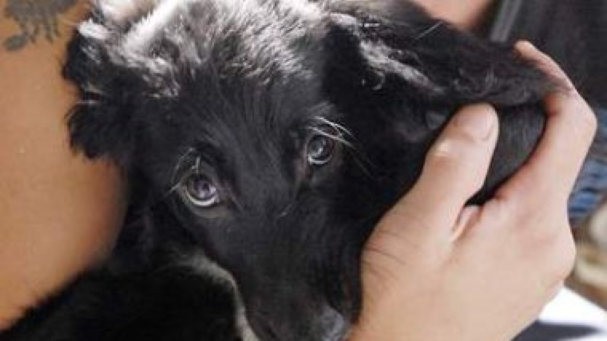 El número de perros abandonados este año en León ha subido espectacularmente.