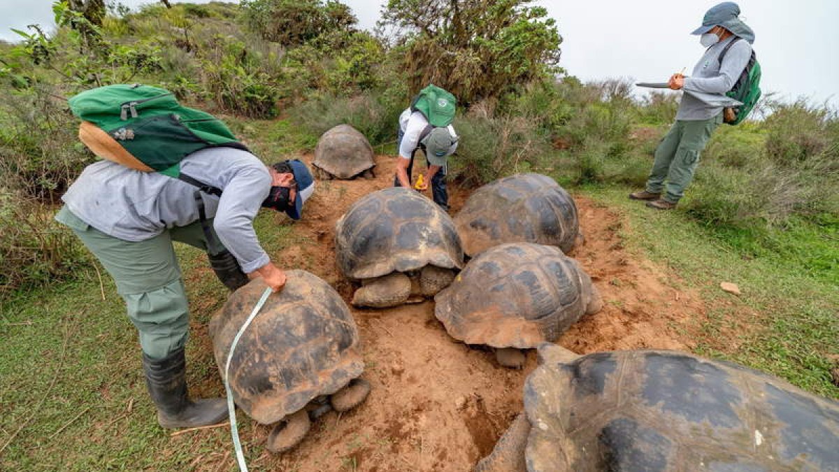 Los científicos ficharon a las tortugas durante el mes de enero. JOSHUA VELA FONSECA