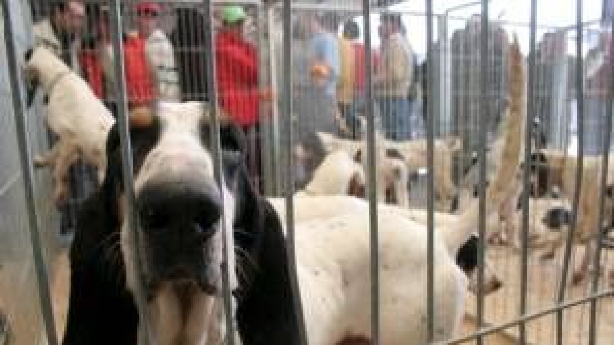 En la imagen, uno de los perros participantes en la exposición de la feria