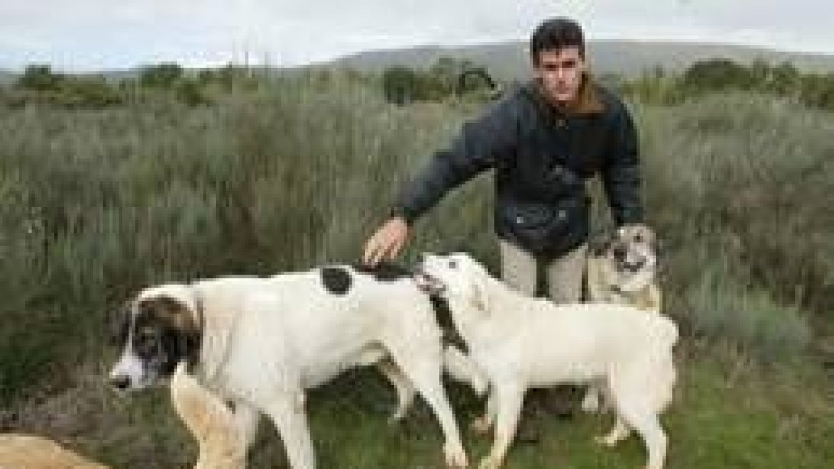 El pastor sancionado, José Antonio Díez, con sus perros mastines
