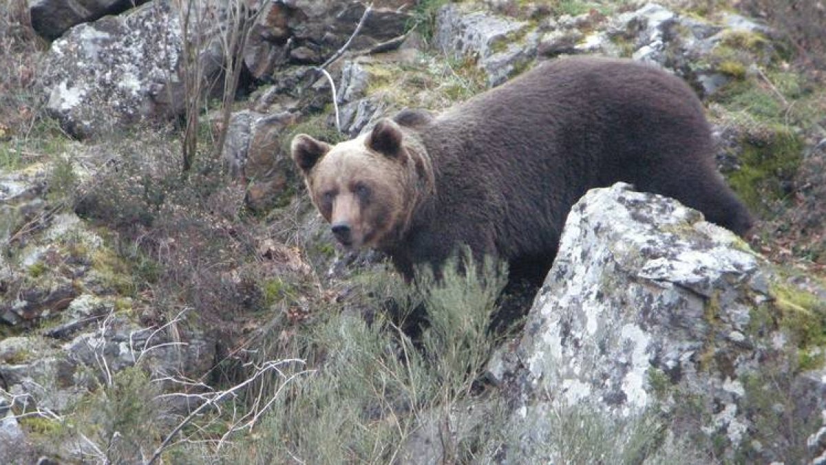 Un oso fotografiado en la provincia de León