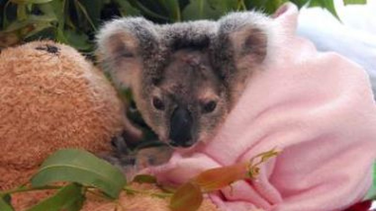 AUSTRALIA ZOO