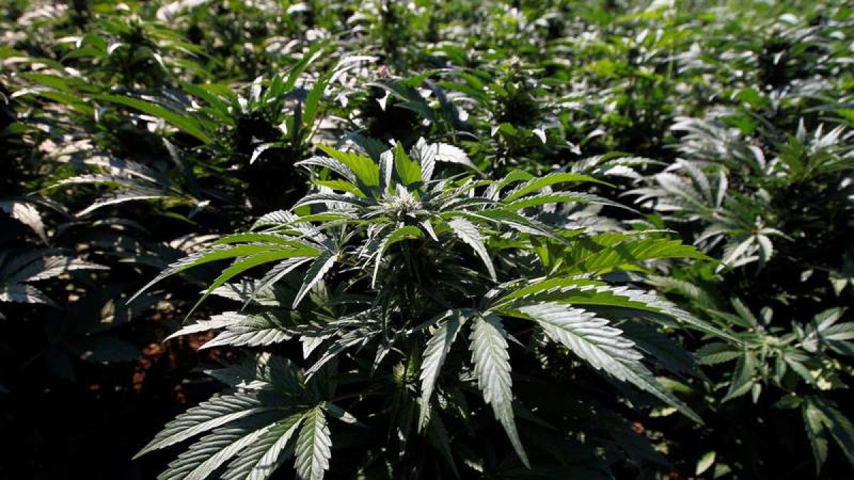Los narcotraficantes tenían una plantación de marihuana. ULISES RUIZ BASURTO