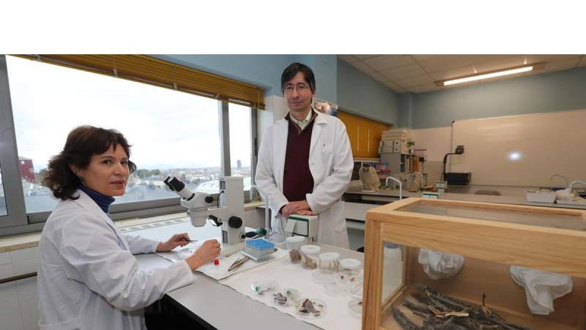 Los investigadores de la Universidad de León en el Campus de Ponferrada Etelvina Núñez y E. Jorge Tizado, del Departamento de Biodiversidad y Gestión Ambiental. L. DE LA MATA