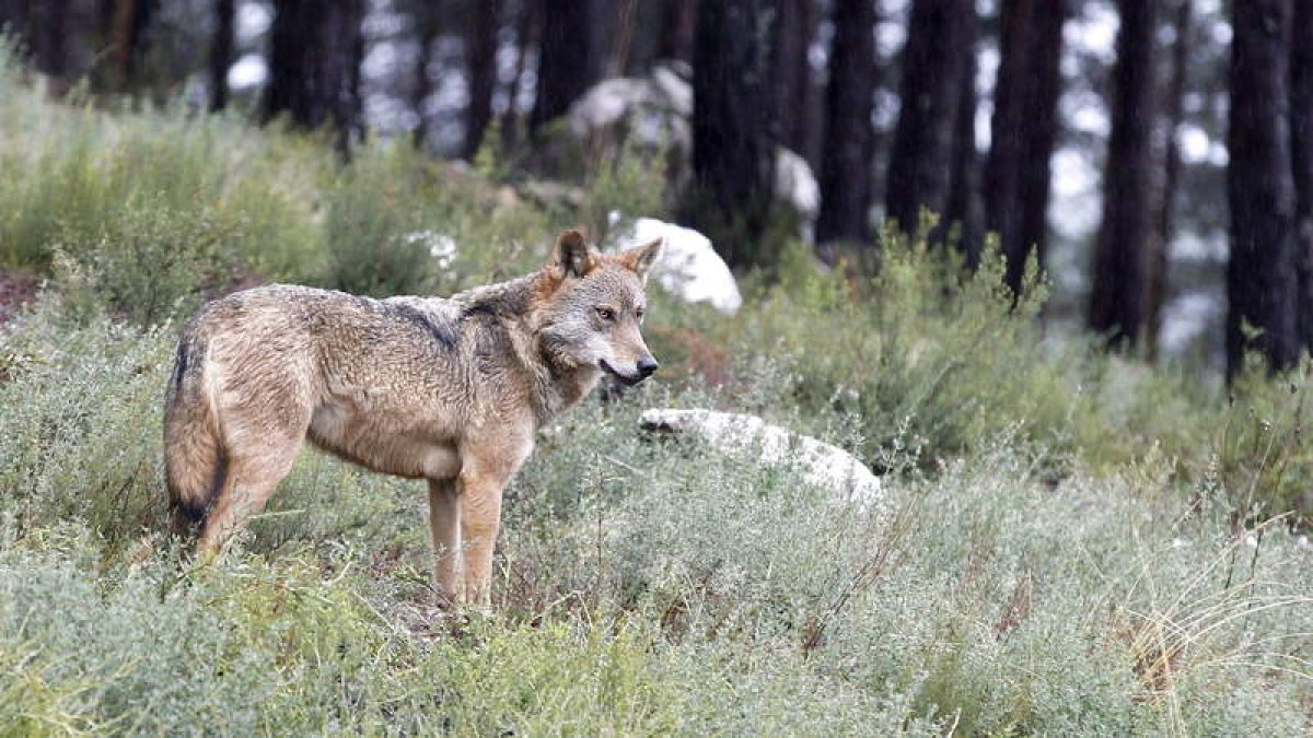La sentencia estima que permitir reanudar la caza del lobo supondría un daño «irreversible e irreparable». MIRIAM A. MONTESINOS