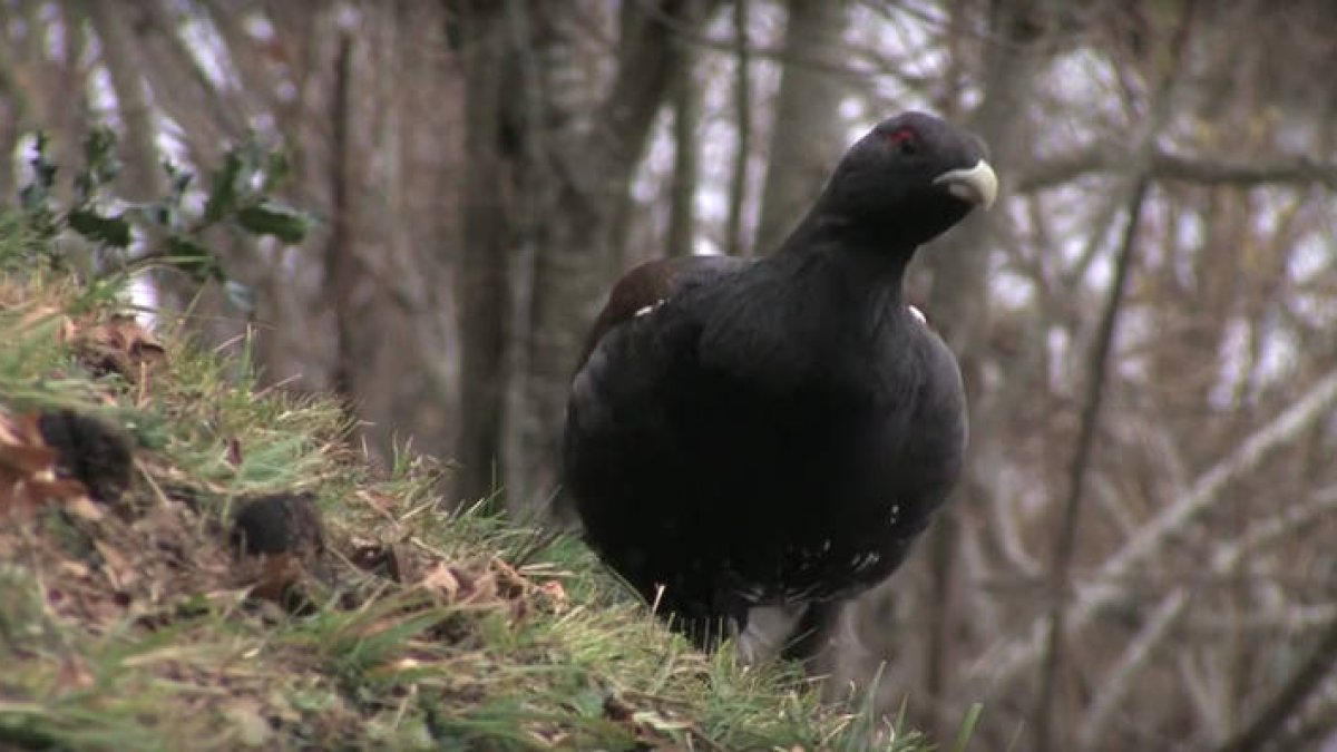 Un ejemplar de urogallo en el documental 'Conservando el urogallo' del proyecto Life + urgoallo