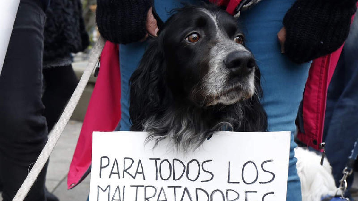 Un perro en una protesta contra el maltrato animal.