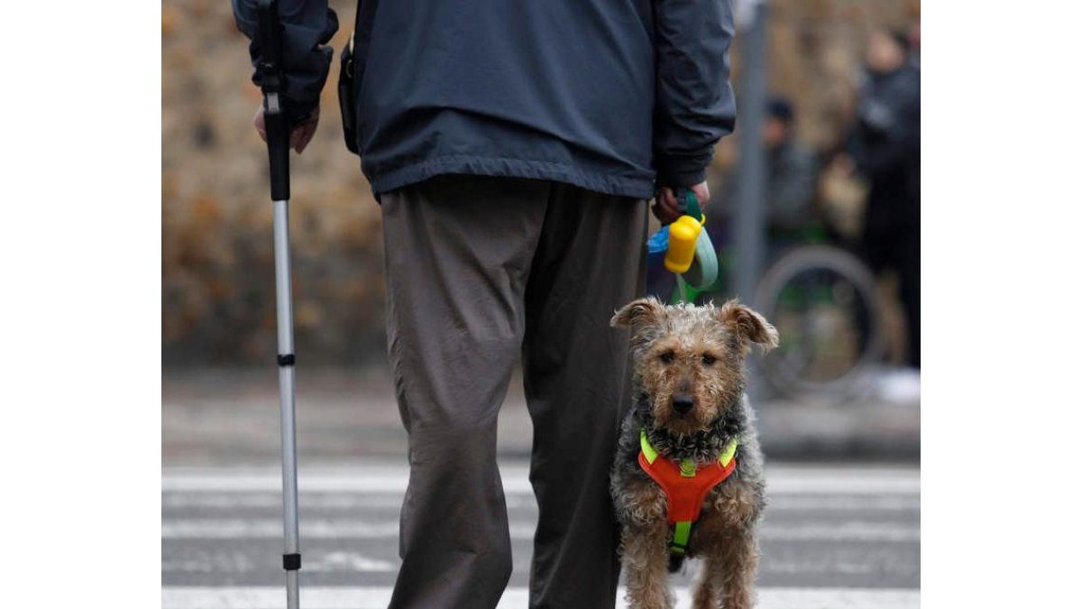 Un perro espera junto a su amo, en el paso de cebra de la Plaza del Espolón. FERNANDO OTERO