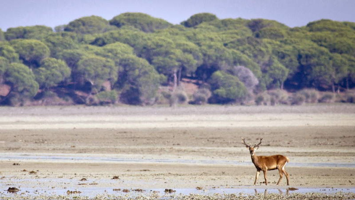 Imagen de archivo de las marismas de Doñana.