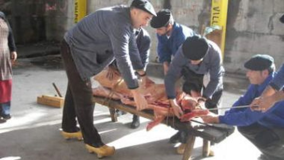 Los mozos trasladaron al cerdo ya muerto al banco, aunque se simuló su sacrificio.
