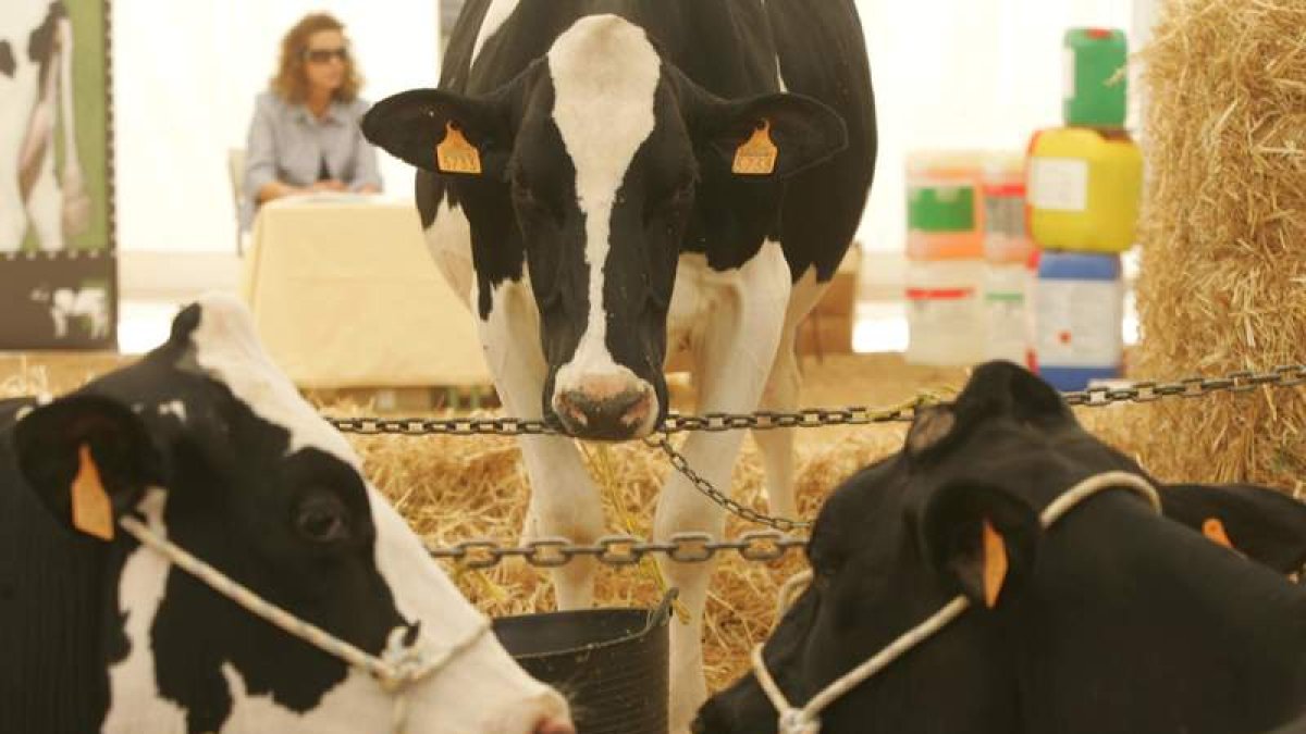 Tres vacas frisonas. DANIEL