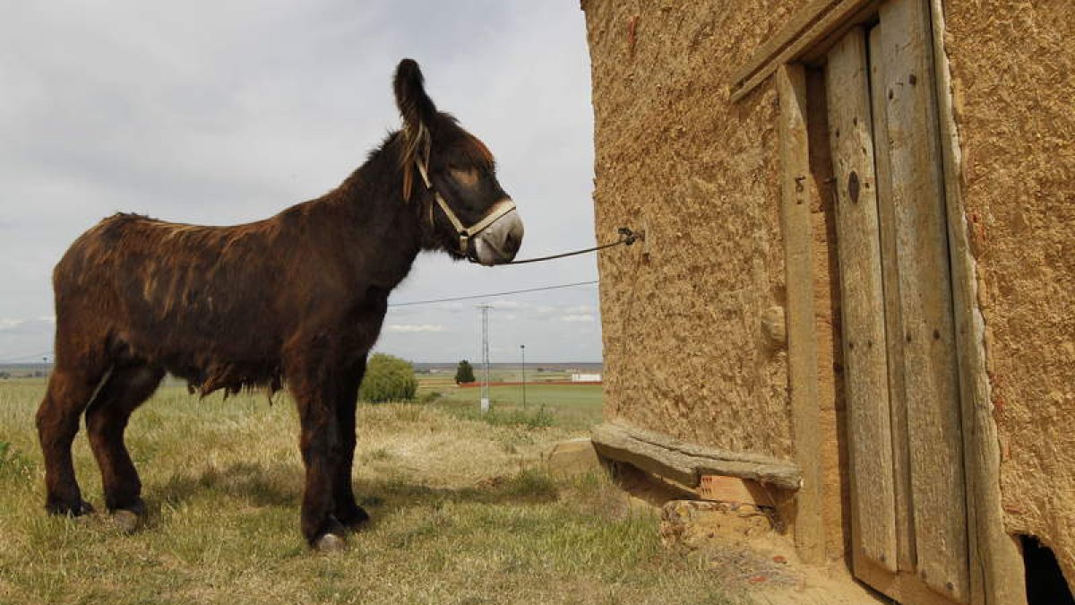 Ejemplar de burro zamorano-leonés. JESÚS F. SALVADORES