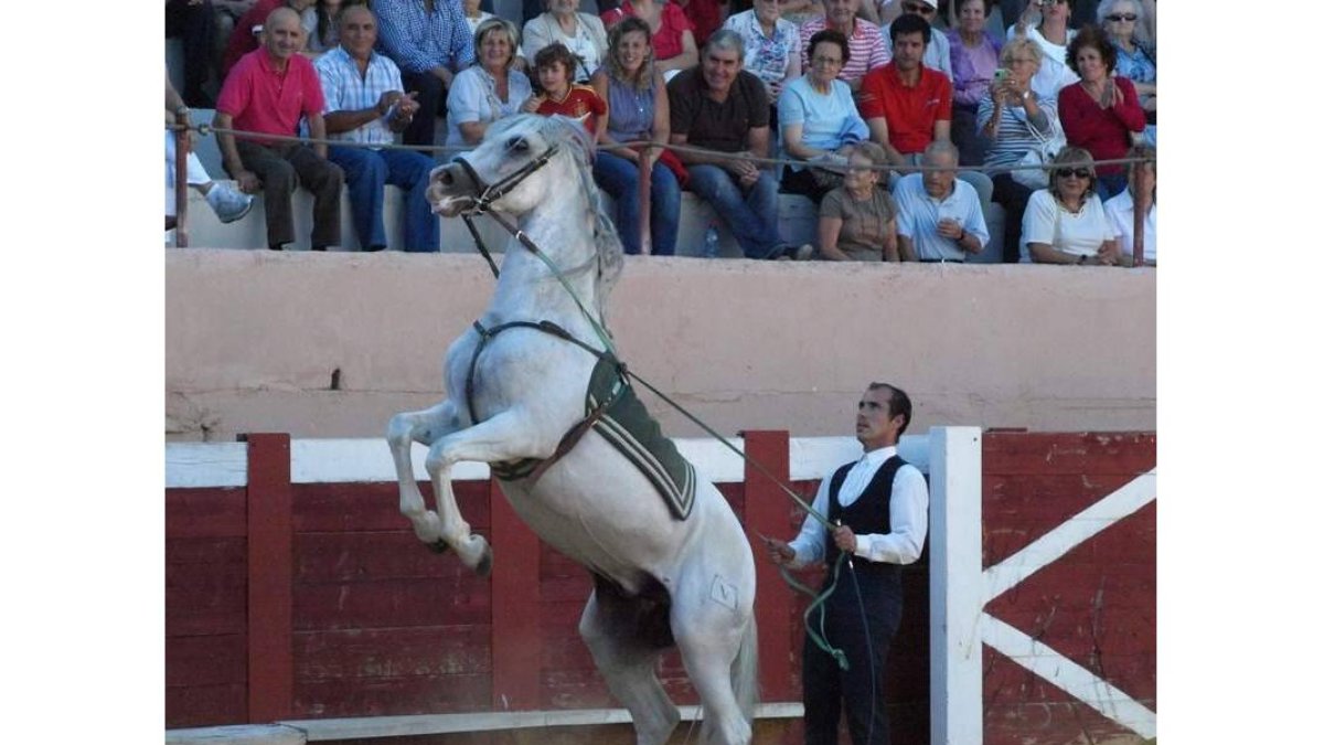 El caballo hace un ejercicio con riendas largas con el jinete a pie.