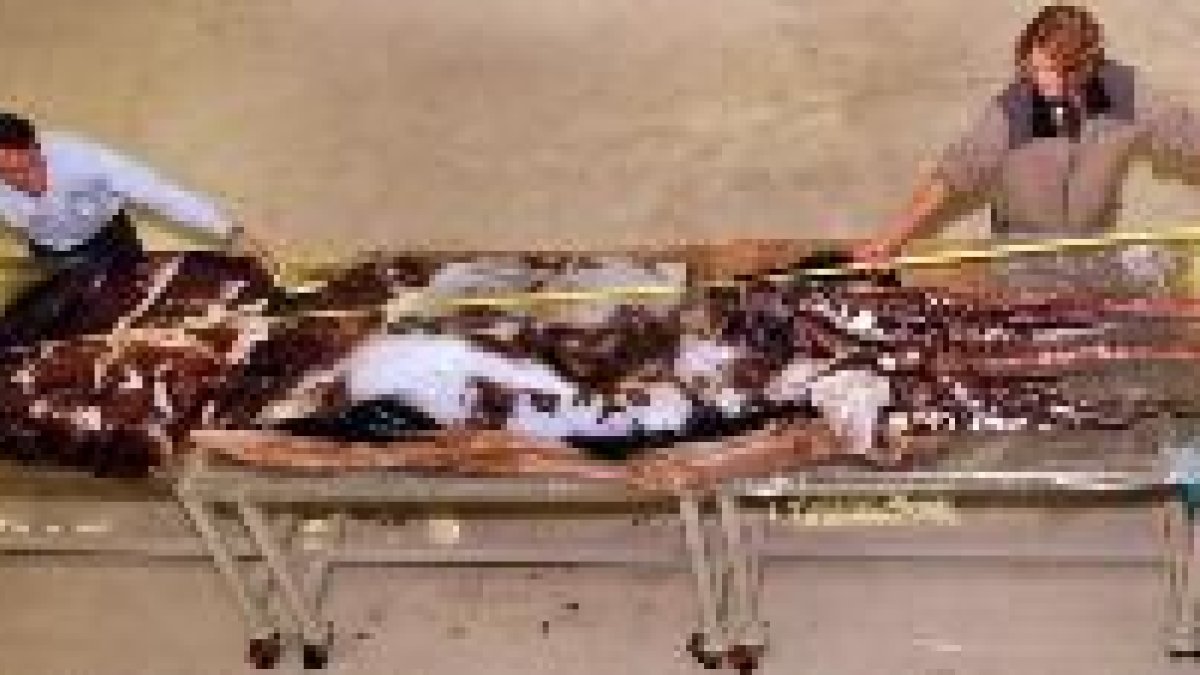 Los científicos miden el colosal cuerpo de este calamar neozelandés