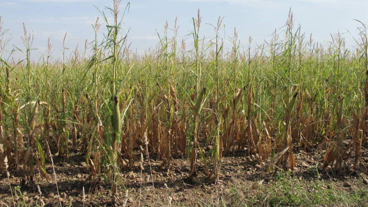 La piedra peló de hojas las plantas de maíz, causando daños en las parcelas que más tardaron en cultivarse.