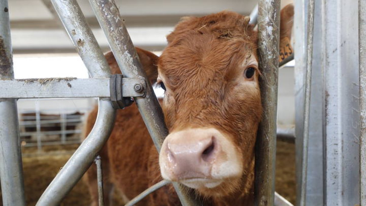 Una vaca en una explotación leonesa. RAMIRO