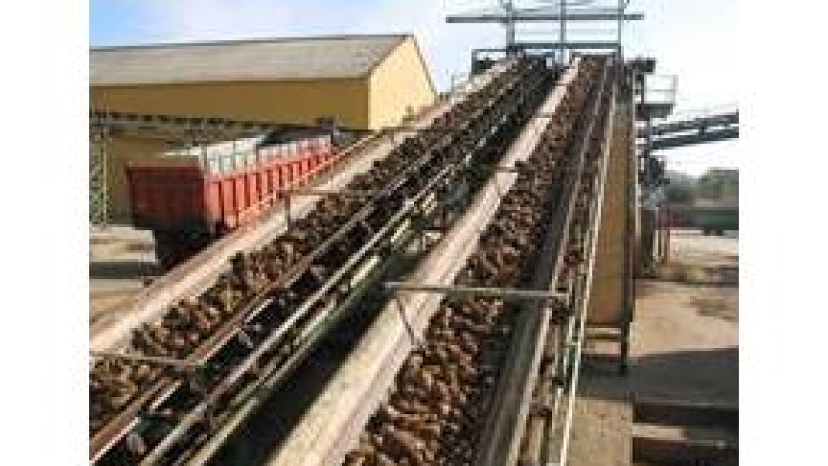 El CES europeo analizó ayer la OCM y cómo afecta a los remolacheros