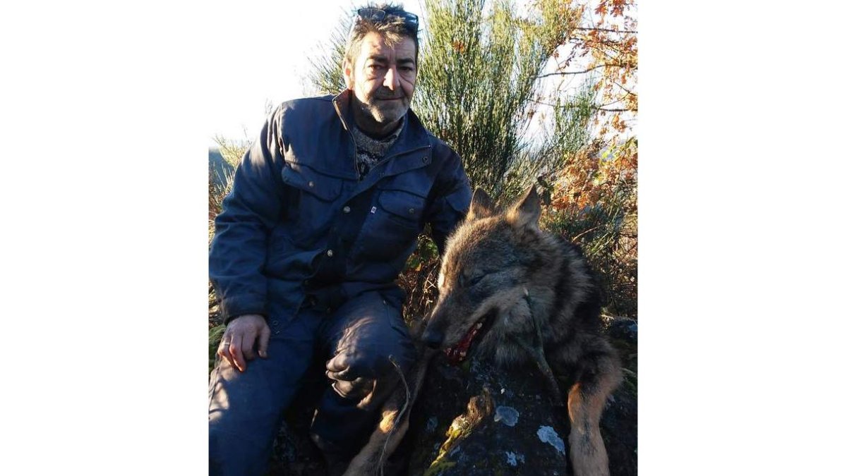 Un magnífico ejemplar de lobo abatido.
