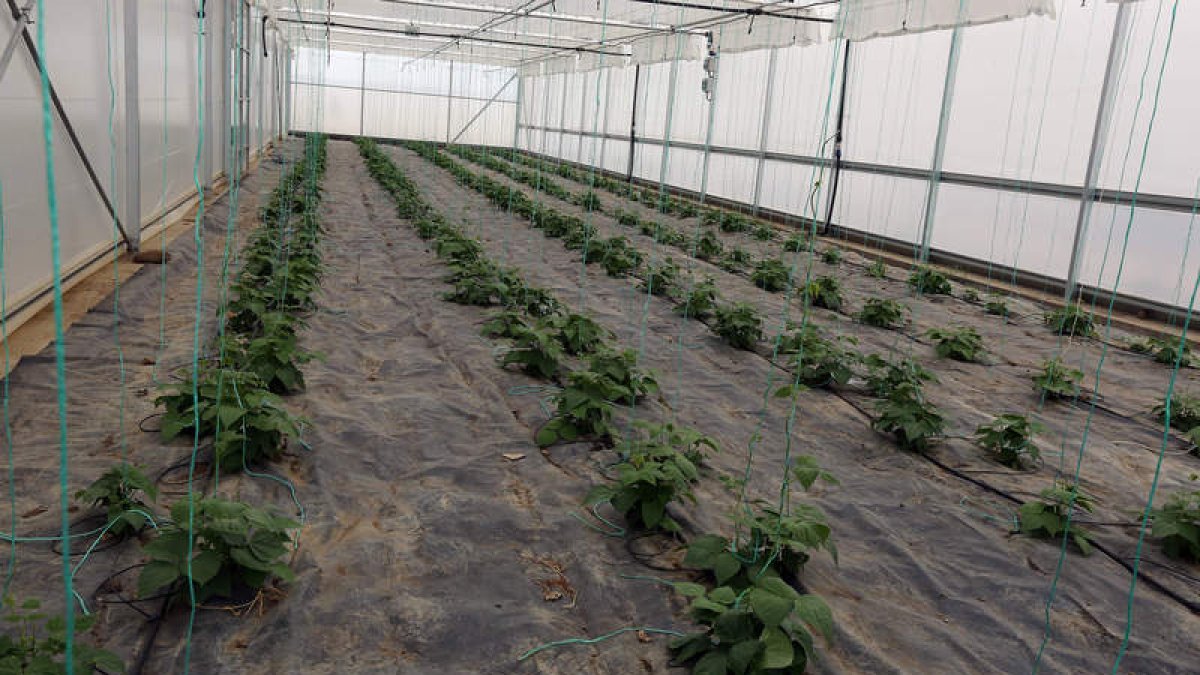 Producción hortícola en cobertura. jesús f. salvadores