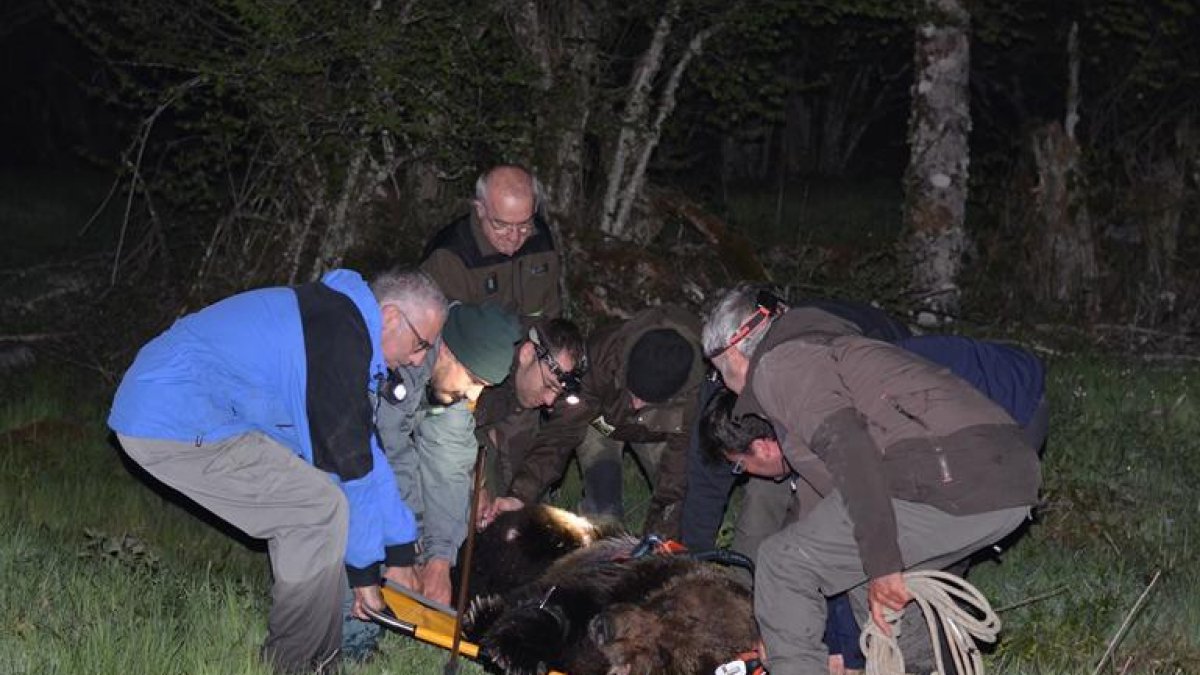 Un momento durante el rescate del oso herido.