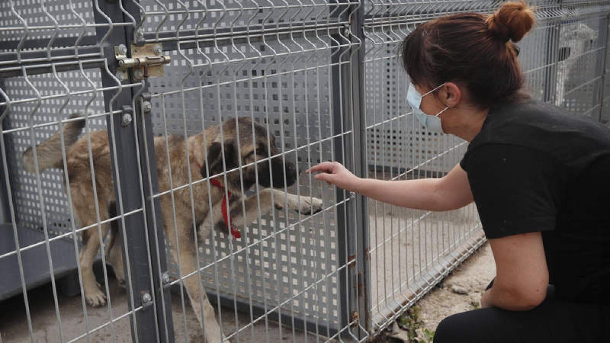 Antes de hacerse con una mascota hay que visitar las distintas protectoras que recogen animales abandonados. JESÚS F. SALVADORES