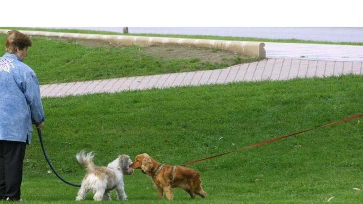 Perros en una zona de recreo en un parque urbano.