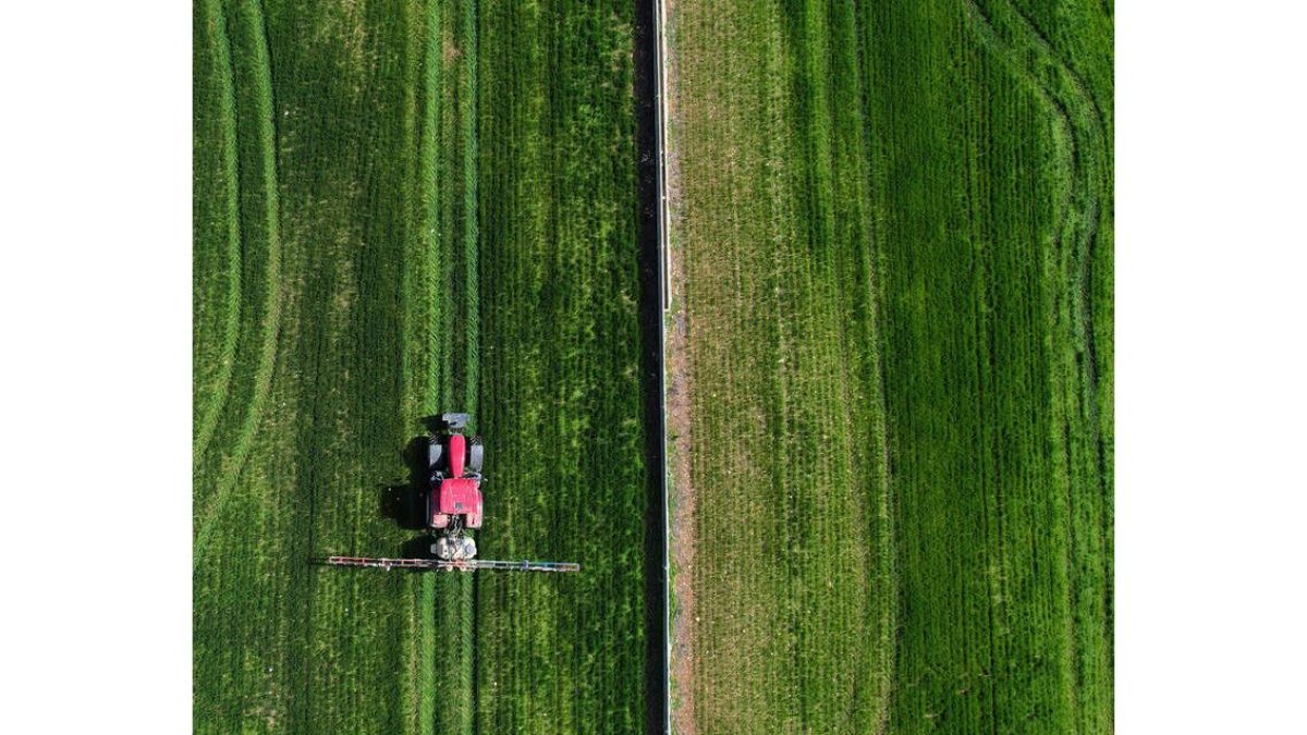 Vista cenital de un tractor que fumiga el cultivo de cereal. efe