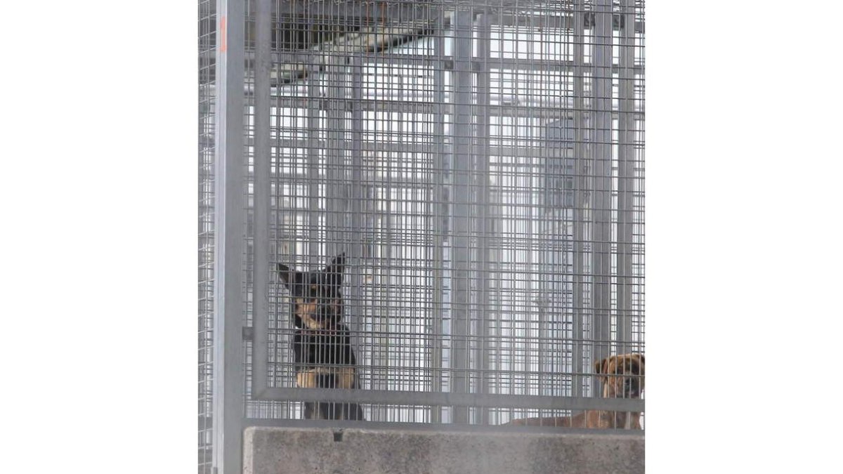 Dos de los perros que ayer estaban en el albergue.