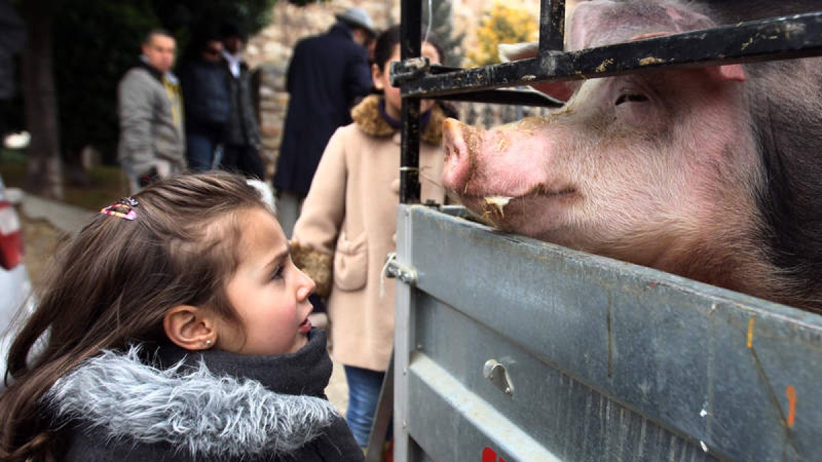 Una niña observa el cerdo de 220 kilos que rifó ayer la Cofradía de San Antón.