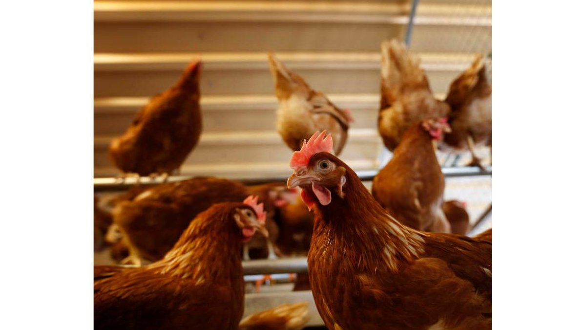 El uso de modelos matemáticos ayuda a encontrar el mejor momento y condiciones de las gallinas ponedoras. jesús f. salvadores