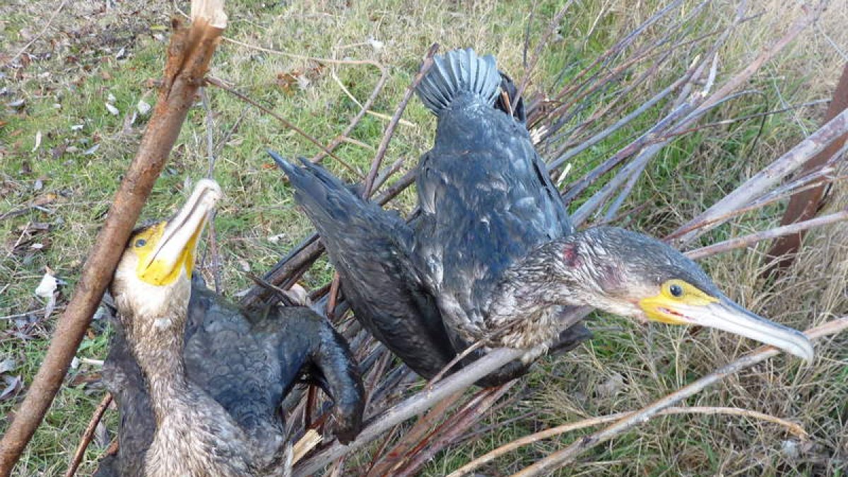 Una pareja de cormoranes jóvenes desafía el frío en los márgenes del río Esla.