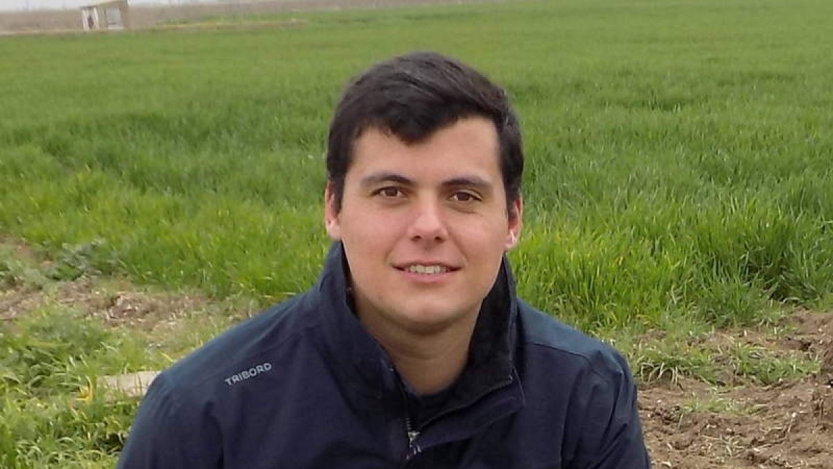 Las plagas de topillos se producen periódicamente, cada cuatro o cinco años, y causan enormes daños a los cultivos. m. martín