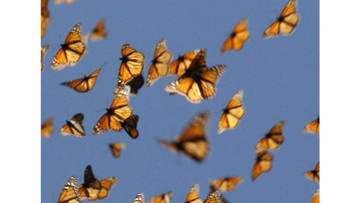 Los científicos llaman la atención sobre el peligro que corren los insectos. taylor